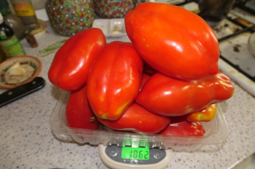 SCATOLONE ITALIA-1,86 Kg.de la o plantă - SCATOLONE ITALIA