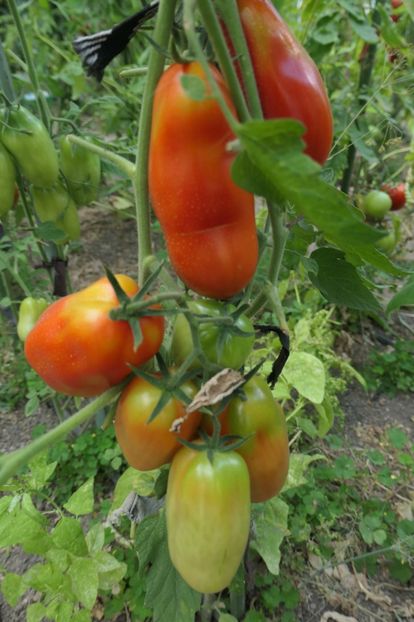 SCATOLONE 2 UKRAINA (2) - SCATOLONE 2 UKRAINA