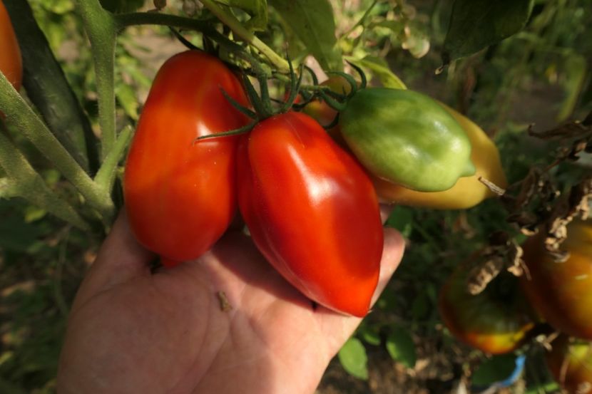 SCATOLONE 2 UKRAINA (13) - SCATOLONE 2 UKRAINA