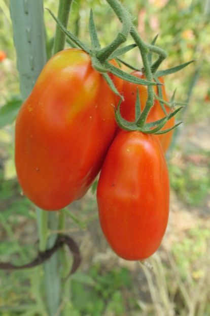 SCATOLONE 2 UKRAINA (14) - SCATOLONE 2 UKRAINA