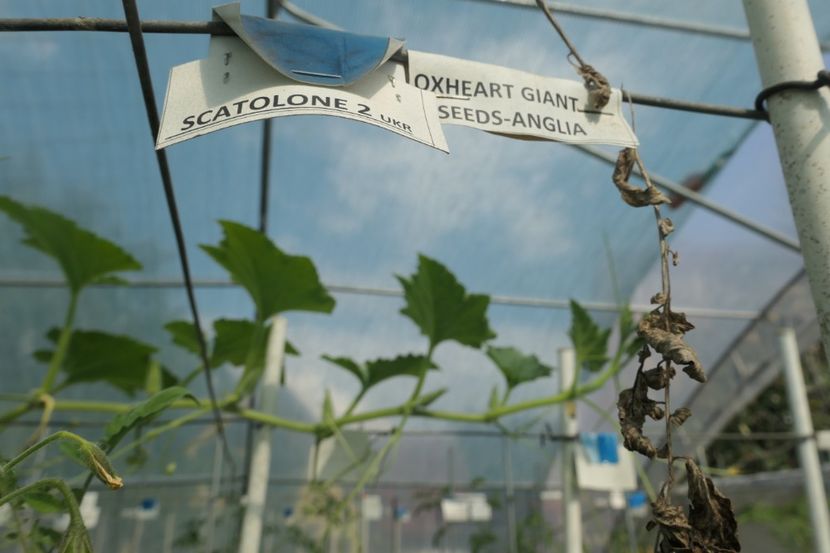 SCATOLONE 2 UKRAINA (15) - SCATOLONE 2 UKRAINA