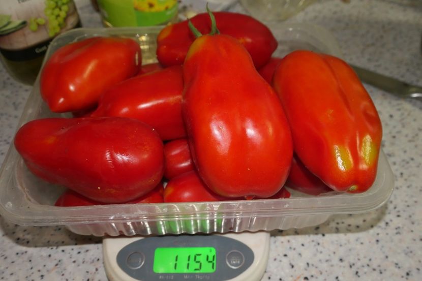 SCATOLONE 2 UKRAINA -1,15 KG DE LA O PLANTĂ - SCATOLONE 2 UKRAINA
