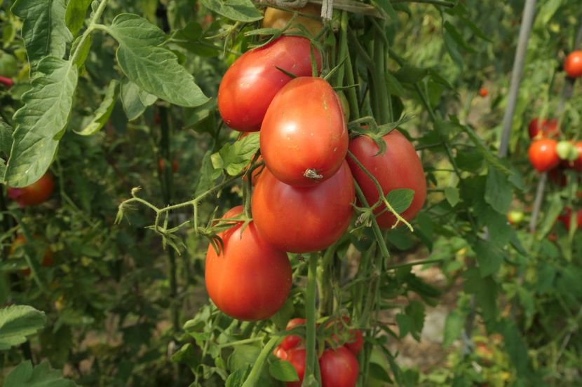 SHARPEI PINK (19) - SHARPEI PINK