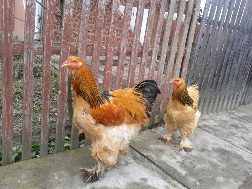  - BRAHMA COLUMBIAN GALBEN-ALBASTRU GALBEN-NEGRU