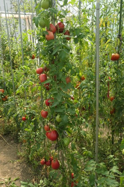 SHARPEI PINK (23) - SHARPEI PINK