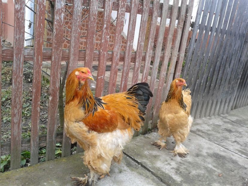  - BRAHMA COLUMBIAN GALBEN-ALBASTRU GALBEN-NEGRU