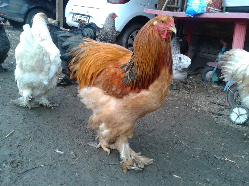  - BRAHMA COLUMBIAN GALBEN-ALBASTRU GALBEN-NEGRU