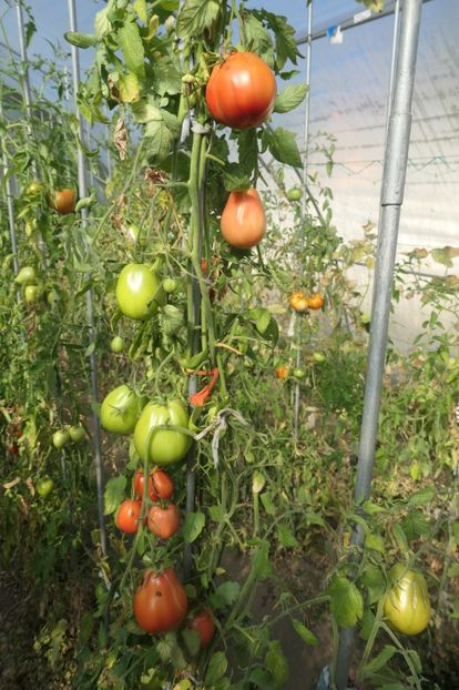 SHARPEI PINK (33) - SHARPEI PINK