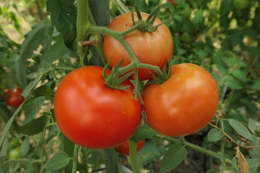 SIRIANA (1) - SIRIANA F1