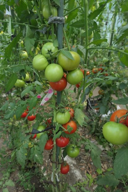 SIRIANA F1 (8) - SIRIANA F1