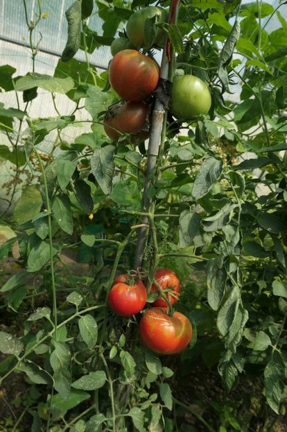 SIBERIAN GIANT (2) - SIBERIAN GIANT