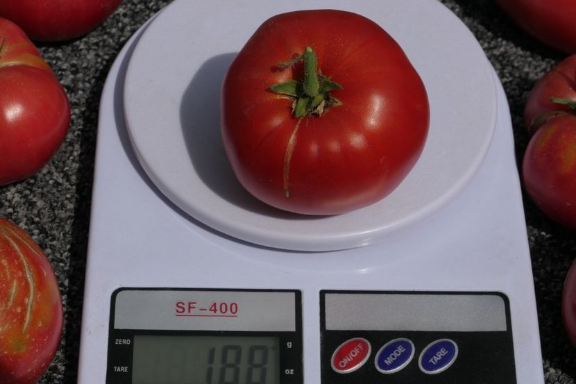 SIBERIAN GIANT (5) - SIBERIAN GIANT