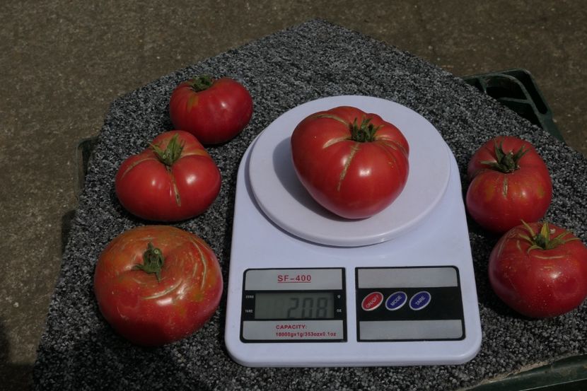 SIBERIAN GIANT (7) - SIBERIAN GIANT