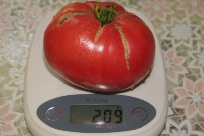 SIBERIAN GIANT (8) - SIBERIAN GIANT