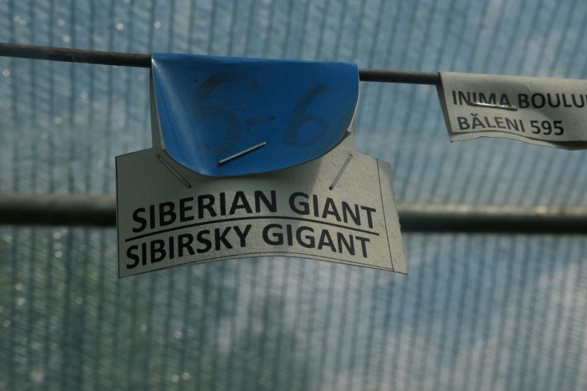 SIBERIAN GIANT (16) - SIBERIAN GIANT