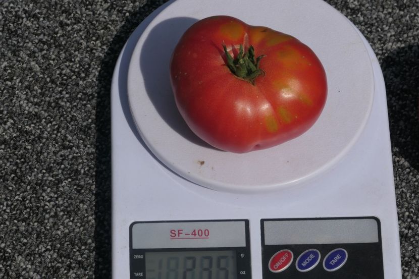 SIBERIAN GIANT (18) - SIBERIAN GIANT