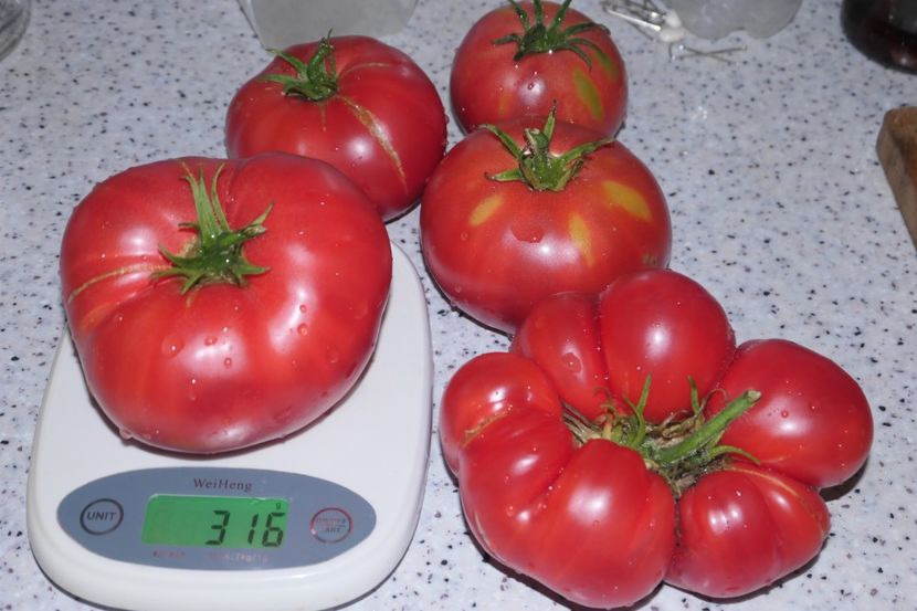 SIBERIAN GIANT (22) - SIBERIAN GIANT