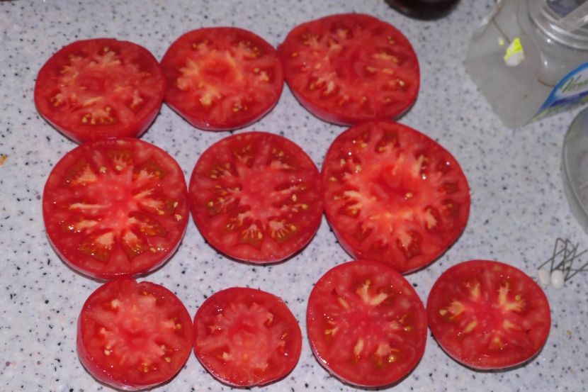 SIBERIAN GIANT (23) - SIBERIAN GIANT