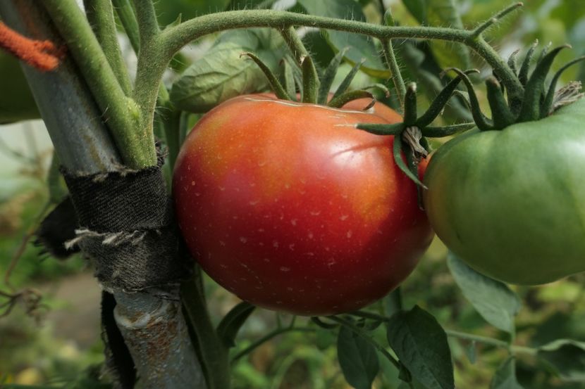 SIBERIAN GIANT (27) - SIBERIAN GIANT