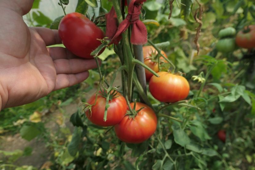 SIBERIAN GIANT (31) - SIBERIAN GIANT