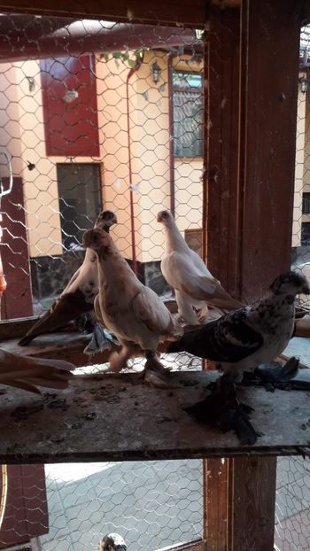 received_886101635092698 - Vanduti 2019