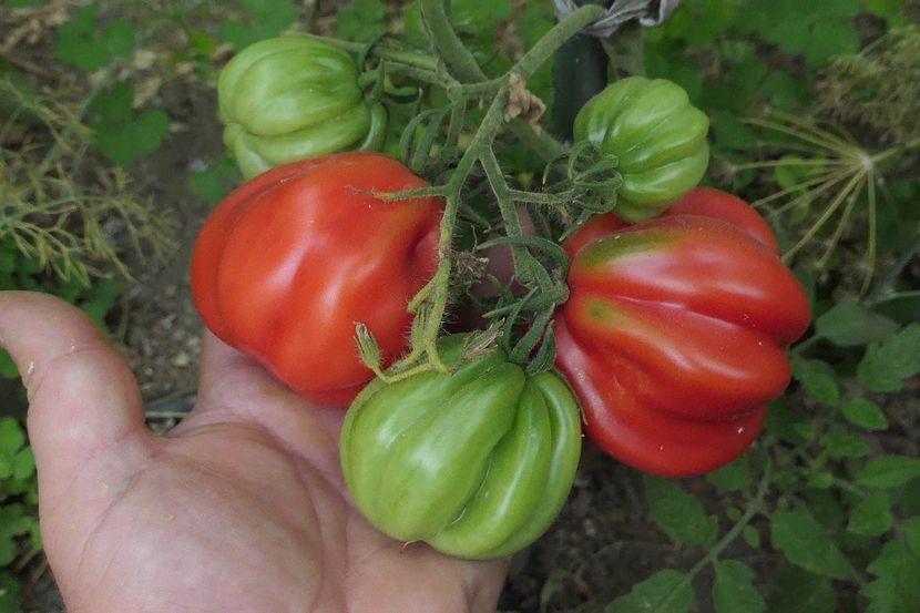 SICILIAN SAUCER (1) - SICILIAN SAUCER