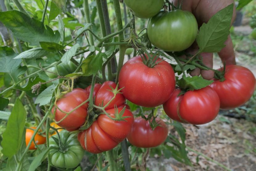 SKORPION (19) - SKORPION