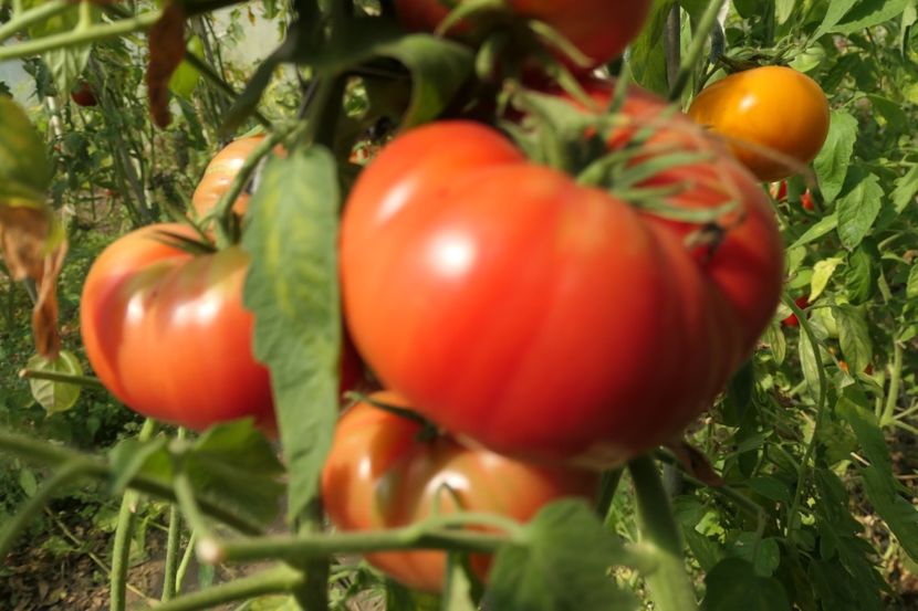 SKORPION (27) - SKORPION