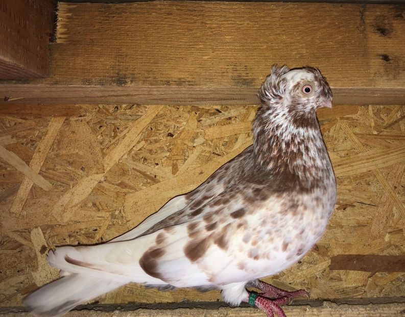 6932  mascul  2019* - Plecați ALBUM 3