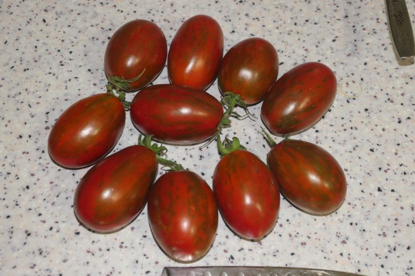 TIGER BLACK PLUM (9) - TIGER BLACK PLUM