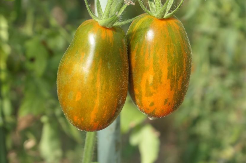 TIGER BLACK PLUM (10) - TIGER BLACK PLUM