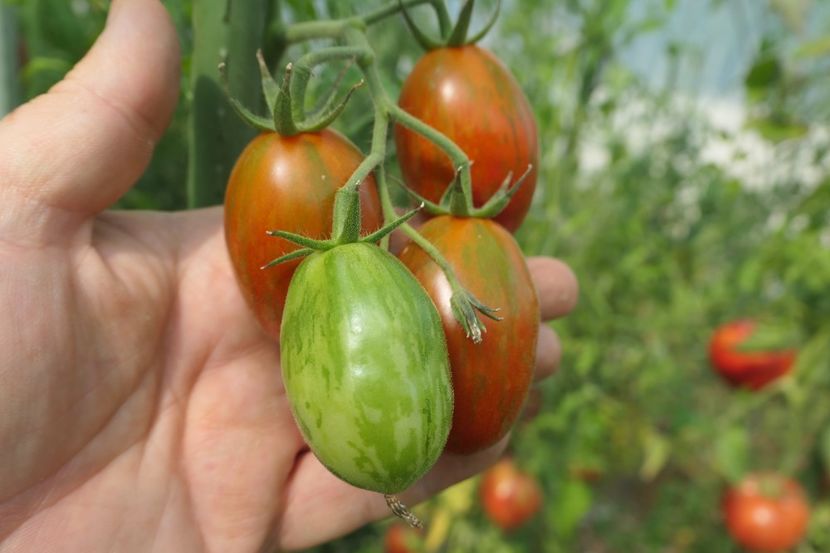 TIGER BLACK PLUM (12) - TIGER BLACK PLUM