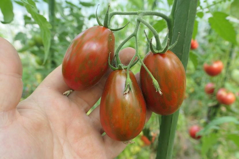 TIGER BLACK PLUM (15) - TIGER BLACK PLUM