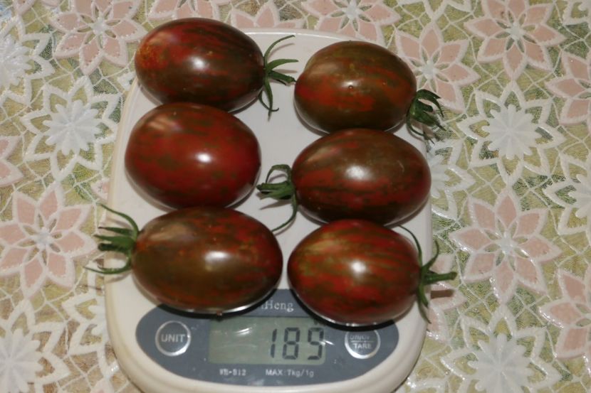 TIGER BLACK PLUM (20) - TIGER BLACK PLUM