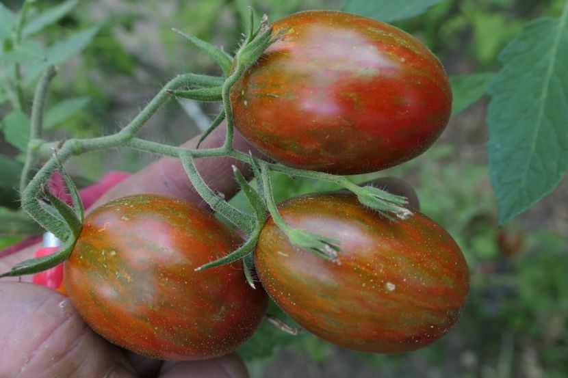 TIGER BLACK PLUM (26) - TIGER BLACK PLUM