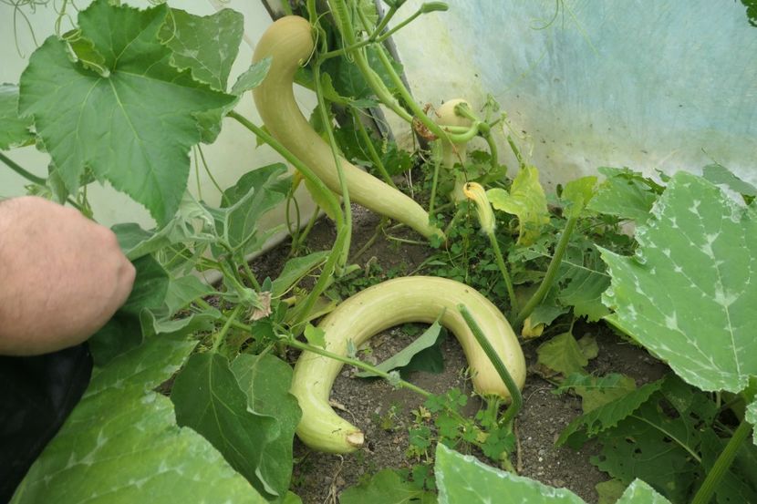 TROMBETTA (2) - DOVLECEL TROMBETTA DALBENGA 2019