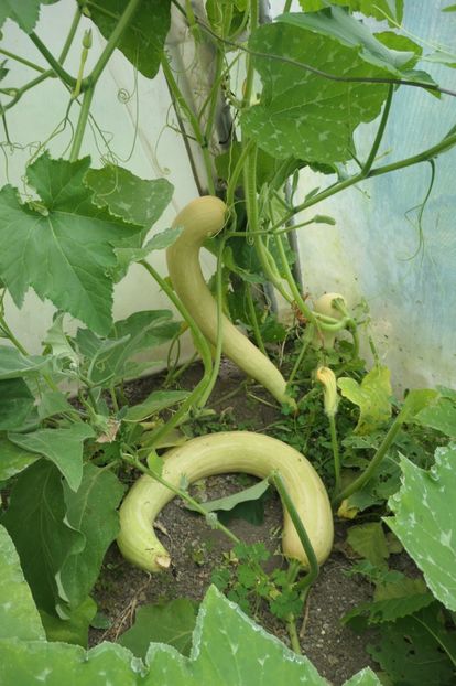 TROMBETTA (3) - DOVLECEL TROMBETTA DALBENGA 2019