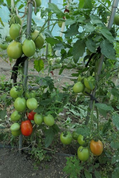 ȚARUL PETRU (3) - ȚARUL PETRU