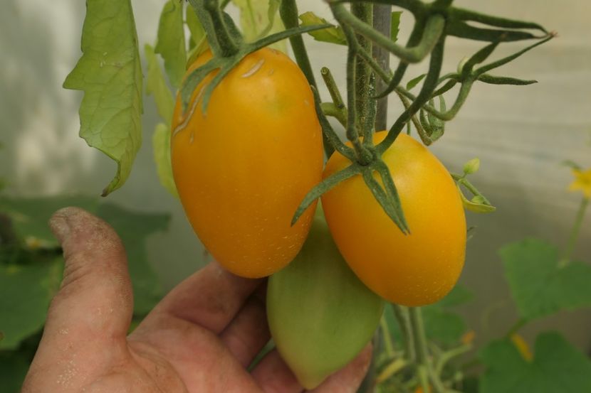 YELLOW PEPPER UKR  (22) - YELLOW PEPPER