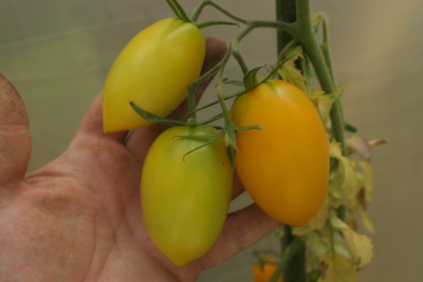 YELLOW PEPPER UKR  (24) - YELLOW PEPPER