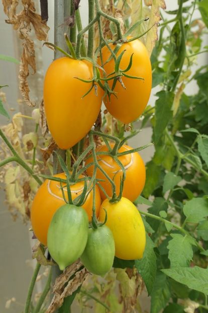 YELLOW PEPPER UKR  (27) - YELLOW PEPPER