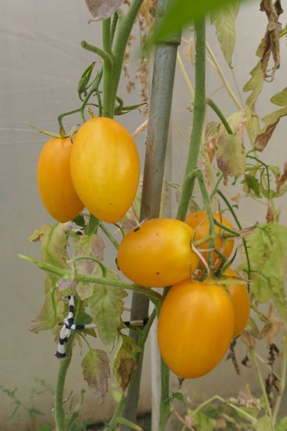 YELLOW PEPPER UKR  (29) - YELLOW PEPPER