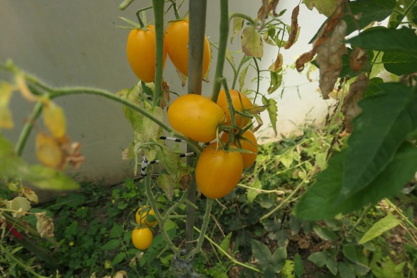 YELLOW PEPPER UKR  (37) - YELLOW PEPPER