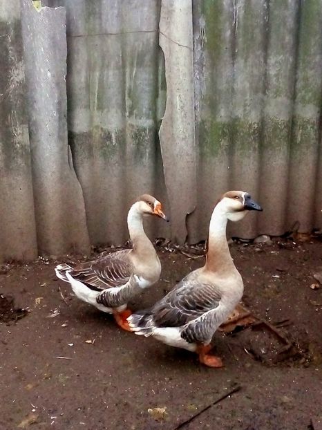  - Gâște carunculate