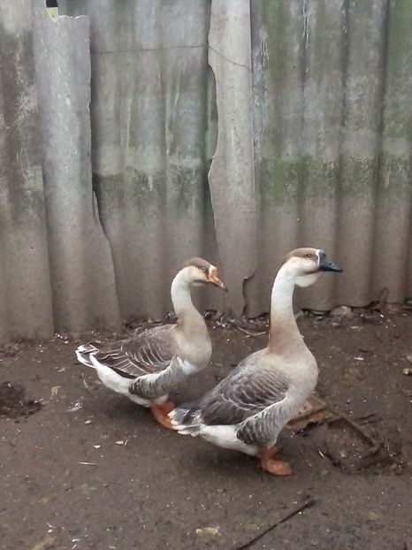  - Gâște carunculate