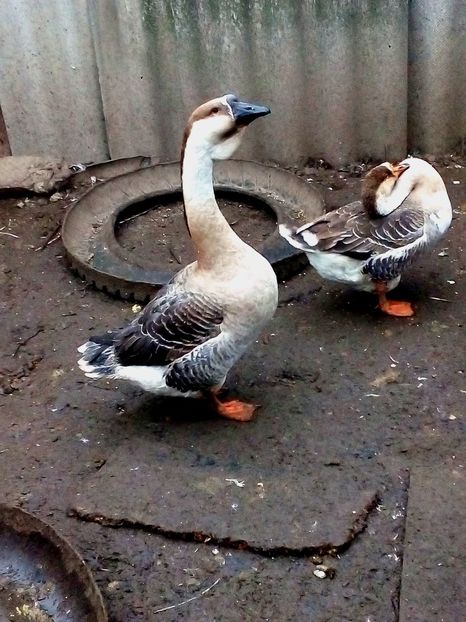  - Gâște carunculate