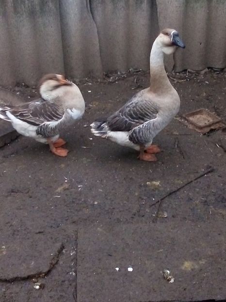  - Gâște carunculate