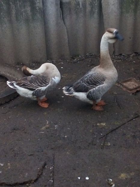  - Gâște carunculate