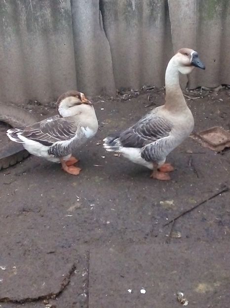  - Gâște carunculate