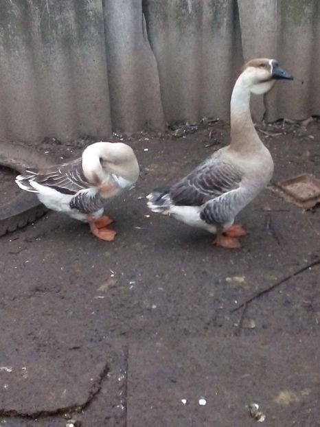  - Gâște carunculate